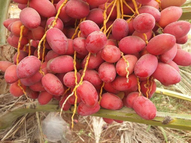 Dates Wholesaler Malaysia